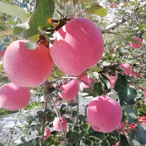 Gansu kırmızı Fuji hearted hearted taze elma besleyici sağlıklı çıtır çıtır çıtır sulu tatlı tek katmanlı hediye kutusu çin'de tarım - Product Image 4