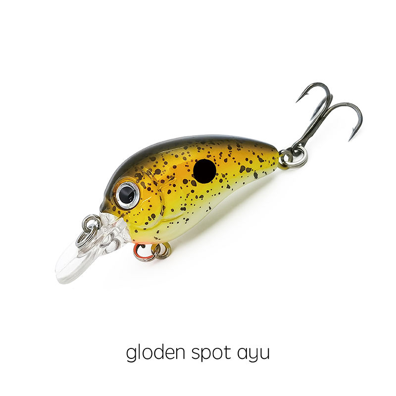 Gloden Spot Ayu