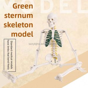 Omurga sinirleri ile 85cm detaylı insan iskeleti anatomik modeli eğitim tıbbi bilim aracı - Product Image 6