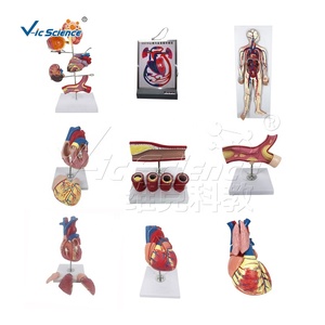 <strong>Human</strong> Body Anatomy Model 3x Life-size <strong>3</strong>-part <strong>Human</strong> Heart Anatomy Model <strong>Human</strong> Body Model - Product Image 3