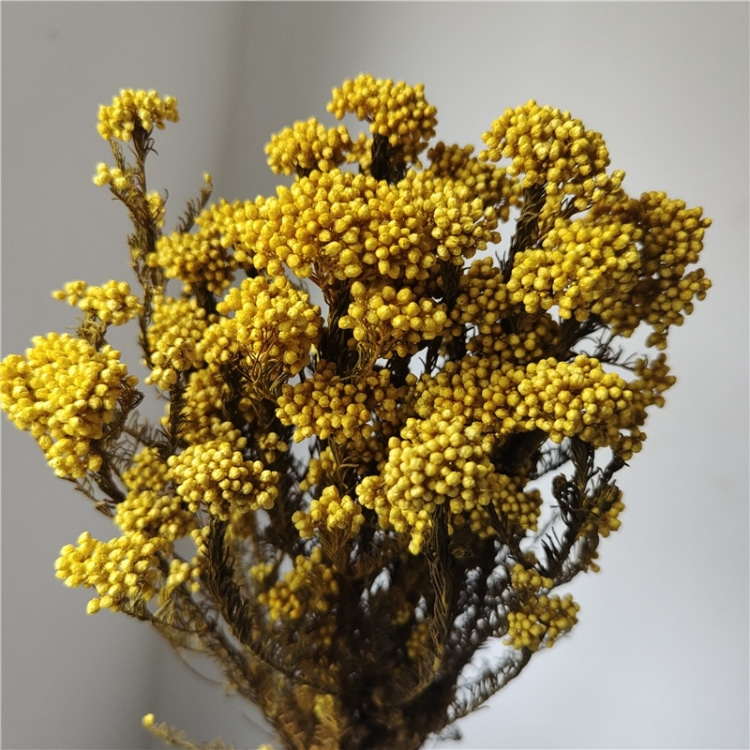 Giallo
