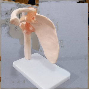 <strong>Medica</strong> Life-Size Human Anatomical Skeleton Model with Shoulder Joint for Demostration Use - Product Image 4