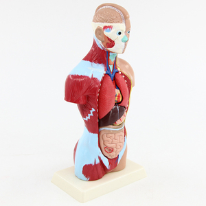 SY-N017 Medical <strong>Human</strong> Anatomical Model Silicon Model Medical Teaching 85cm 19 Parts Male Torso Model