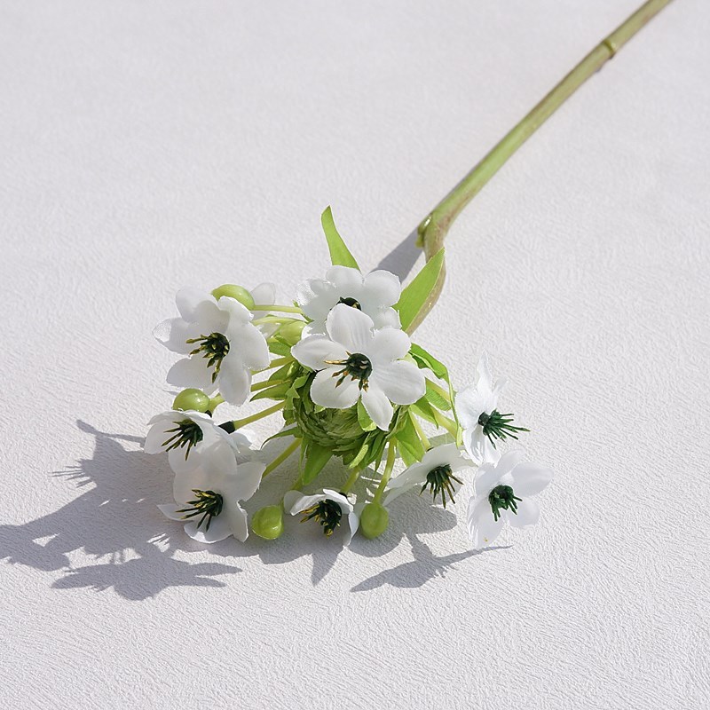 Blanc