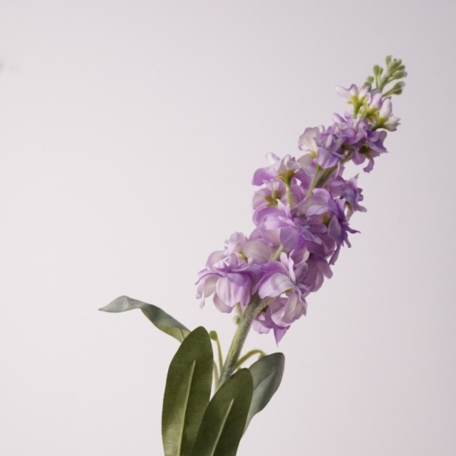 Pourpre