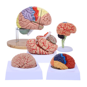 Human Brain Anatomy <strong>Model</strong> Brain Functional Color Region Chromatic <strong>Model</strong> for Medical Science Teaching <strong>Model</strong> - Product Image 1