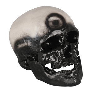 GelsonLab <strong>Human</strong> Skull Model of 8 Kinds Apeman - Product Image 1