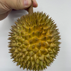 High Quality Frozen Durian <strong>Meat</strong> King of Fruits Hot Selling Tropical Preserved Puree Competitive Price From Malaysia - Product Image 4