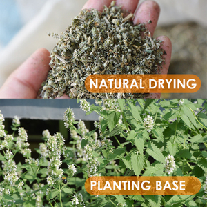 Hierba gatera seca a granel al por mayor de China, hojas sueltas Cat Mint 100%, Hojas de hierba gatera gruesa fina fresca natural cortadas