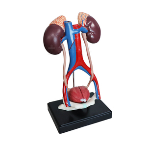 SY-N042 Cheap Price Medical <strong>Human</strong> Anatomical Model Naturally Large Size Bladder Urinary System Model - Product Image 3