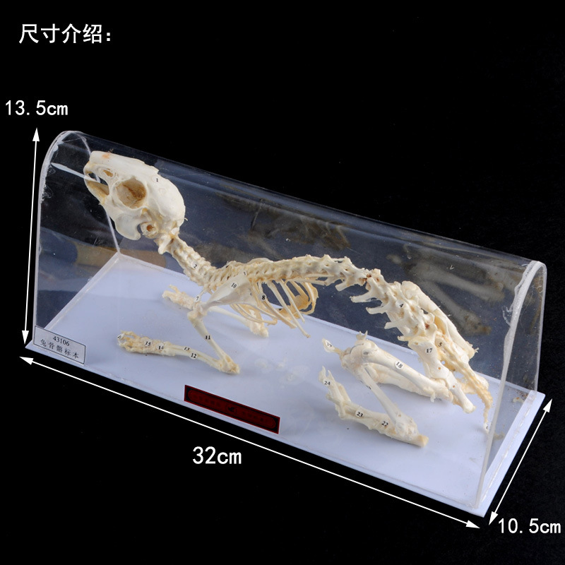 Especimen esquelético de conejo 43106