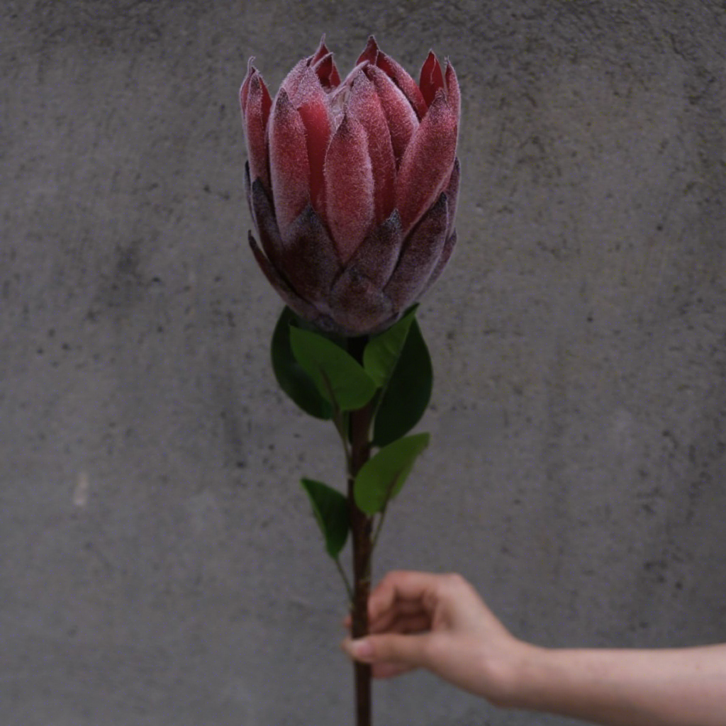 2#Fleur de l'empereur