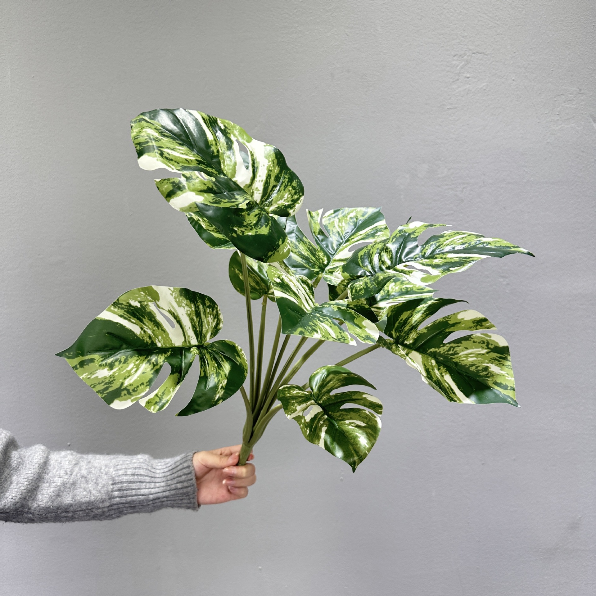 9 plantes vertes à feuilles de tortue blanche