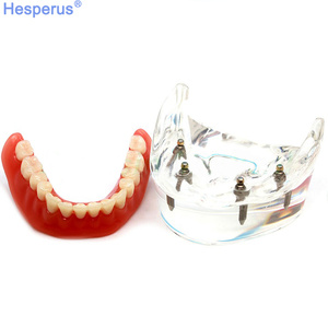 Natural Large Standard <strong>Tooth</strong> Model for Brushing Training and Practice Dental Model - Product Image 5