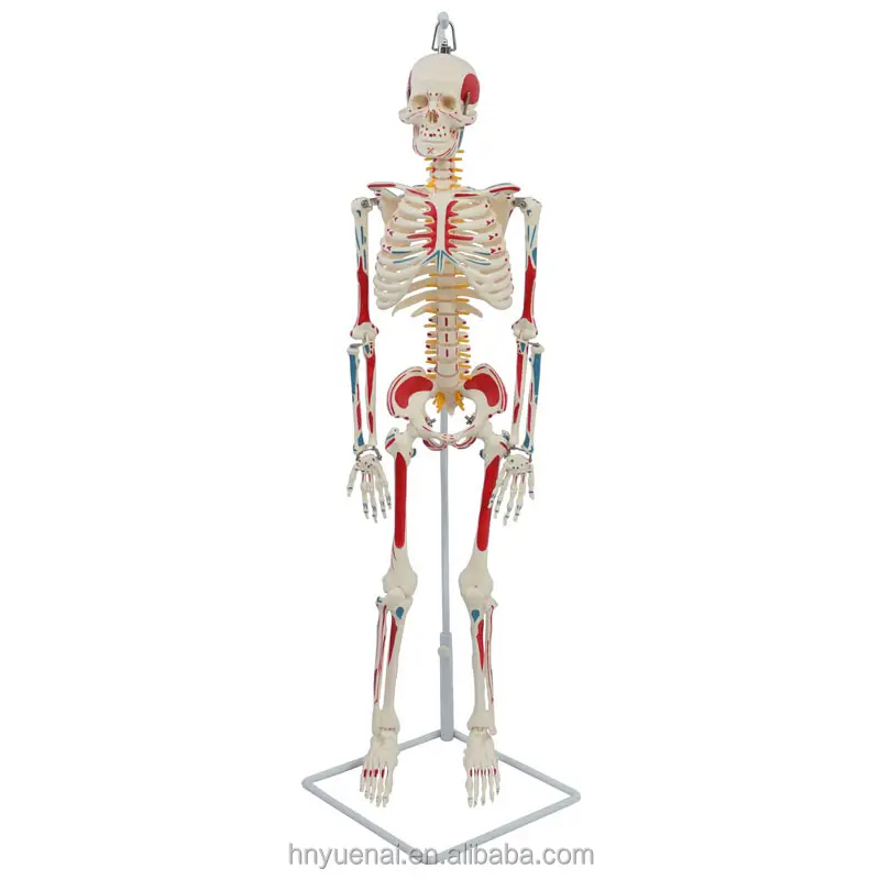 170 cm ve 66 'plastik insan iskeleti