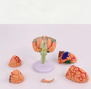 Realistico modello di anatomia del cervello 3D struttura dettagliata per l'apprendimento delle neuroscienze - Product Image 3