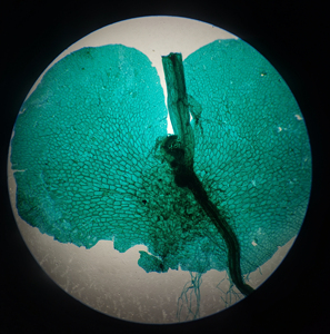 Gelsonlab สไลด์การเรียนการสอนวิทยาศาสตร์การแพทย์เฟิร์น prothallium HSSL-013ชีววิทยา - Product Image 2