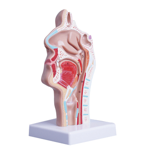 İnsan burun anatomisi modeli kulak burun boğaz tıbbi Model beyin burun ağız burun yapısı doku modeli - Product Image 1