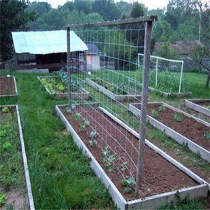 2m*60m 15cm*15cm Plant Support <strong>Net</strong> Good Price Polyethylene PE Cucumber Grid Frame <strong>Net</strong> for Crawling Plant Support <strong>Net</strong> - Product Image 5