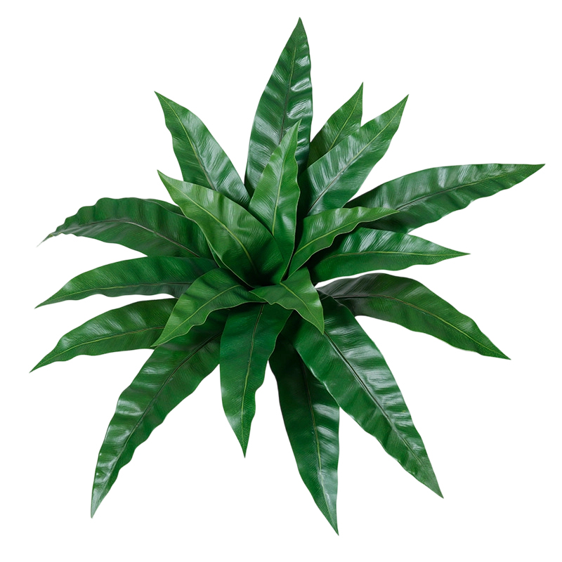 20-Leaf Bird's Nest Fern Bunch (Dark Green)