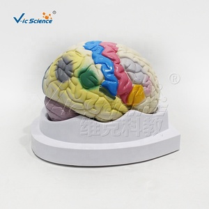 Modello anatomico del corpo umano degli organi umani modello di localizzazione funzionale della corteccia cerebrale modello di anatomia cerebrale - Product Image 4