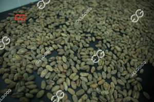 Máquina de proceso de descascarado de semillas de cacao fresco a Gas de alta calidad, máquina de eliminación de cáscara de grano de cacao en cápsulas a la venta - Product Image 4