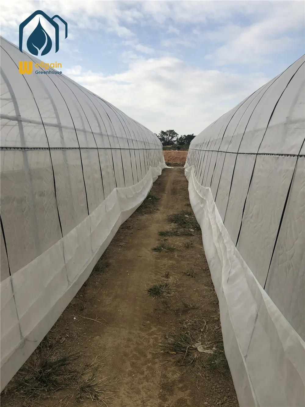 China professional low cost agricultural greenhouse tunnel