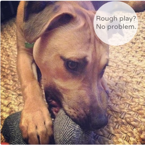 Kişiselleştirilmiş <span class=keywords><strong>Pet</strong></span> oyuncak dayanıklı köpek oyuncaklar köpek çiğnemek kemik oyuncaklar <span class=keywords><strong>Pet</strong></span> hediyeler yeni yavru hediye - Product Image 3