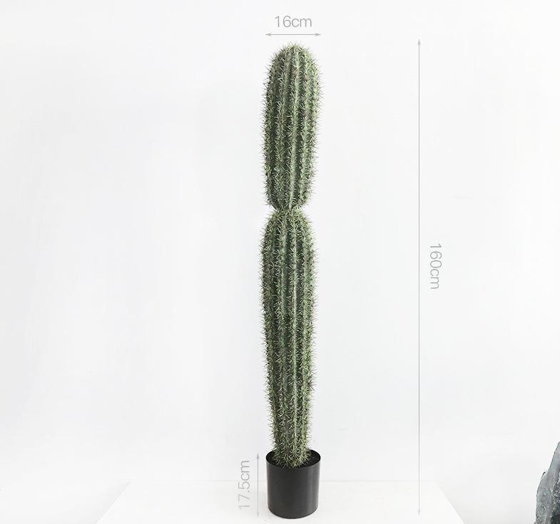160 cm densely thorned big-headed cactus