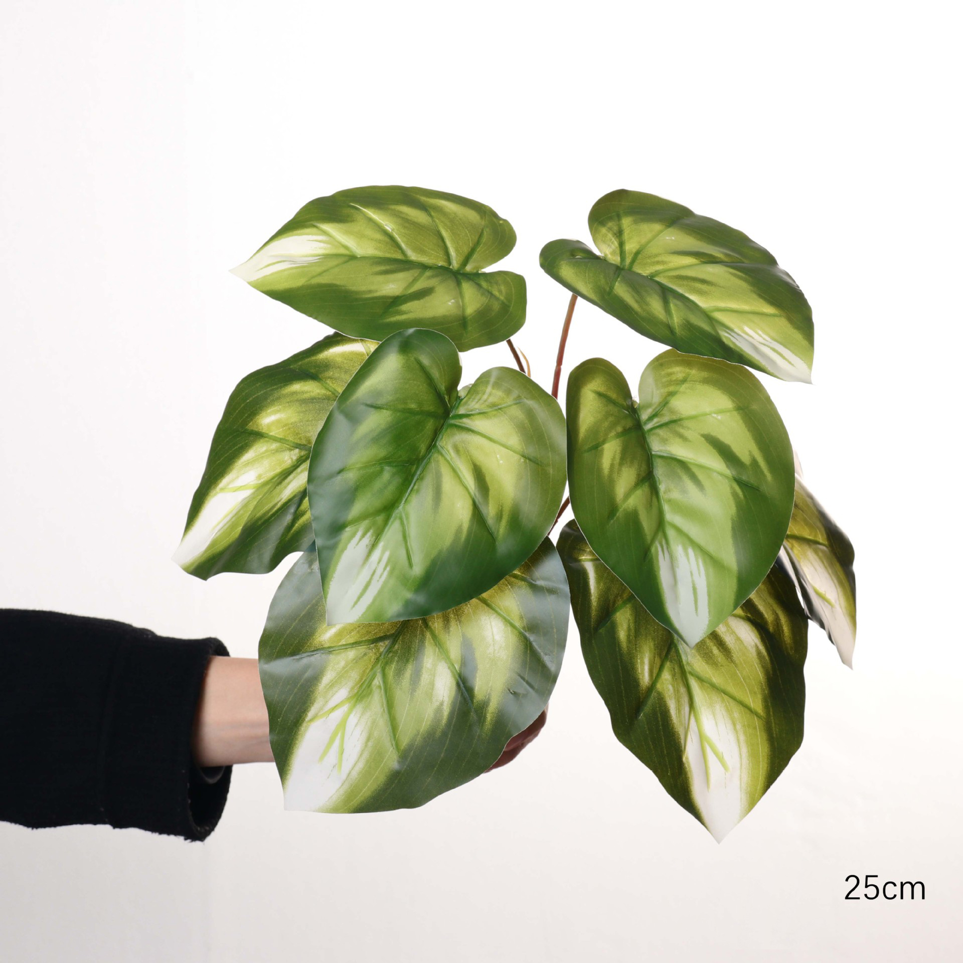 25cm Large 9-Leaf White-Center Pothos