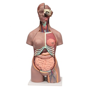 Medical Science Anatomical PVC 85 cm Unisex <strong>Human</strong> Model 21parts <strong>Human</strong> Male and Female Torso Model