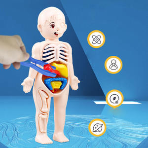 子供のDIY医学教育ゲーム学習人間臓器モデル認知アセンブリ科学 & 工学玩具 - Product Image 6