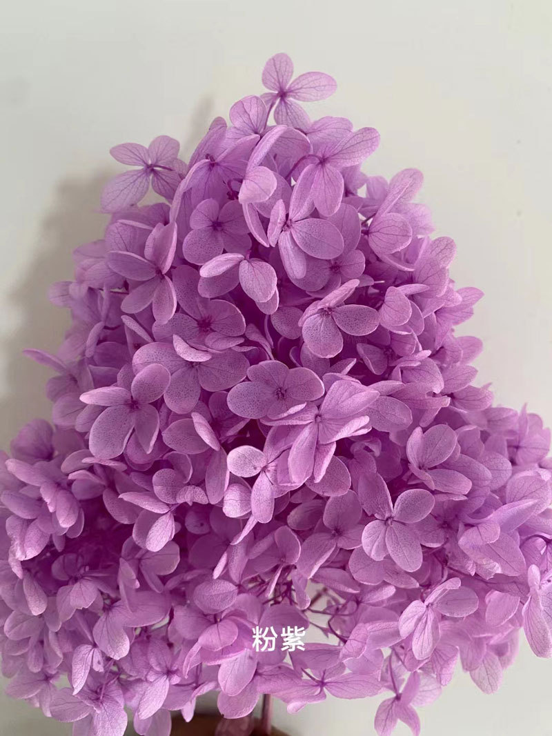 rosa morado