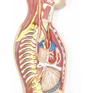 BMN/H025 okul İnsan sempatik sinir sistemi modeli otonom sinir anatomisi modeli - Product Image 3