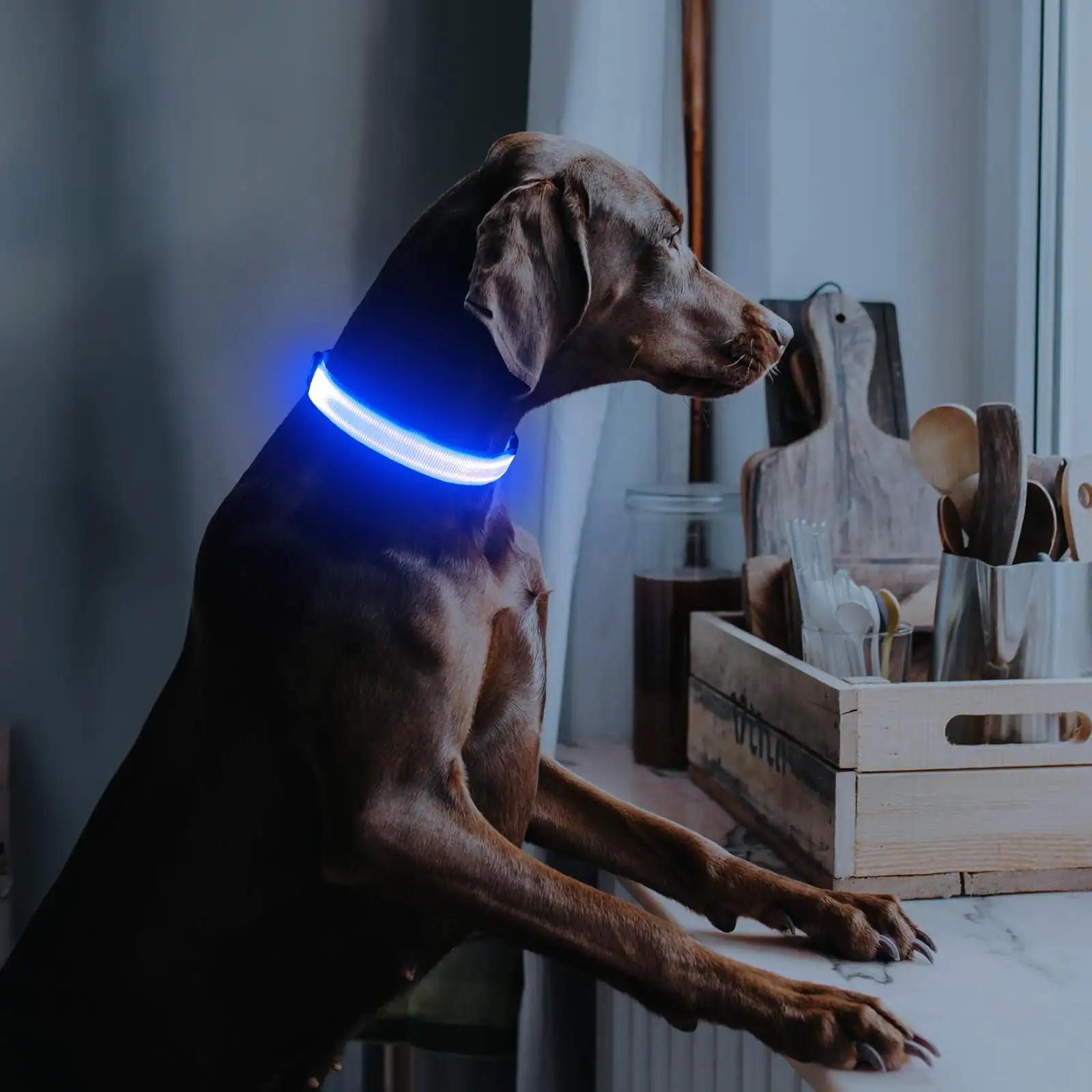 Coleira luminosa LED para cachorro, coleira personalizada com luz intermitente ajustável e ajustável, tipo C, com carregador USB de luxo, ideal para animais de estimação