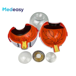 İnsan gözü modeli 6x büyütülmüş göz küresi modeli, göz yapısı ve anatomisi model beyin - Product Image 5