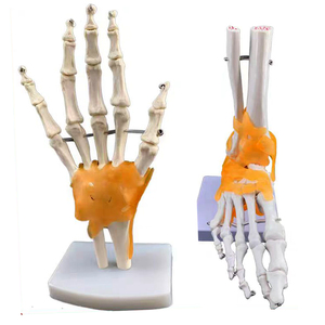 Anatomical <strong>Human</strong> Hand Joint Model, Hand Bone Model,Table-top Hand Model - Product Image 2