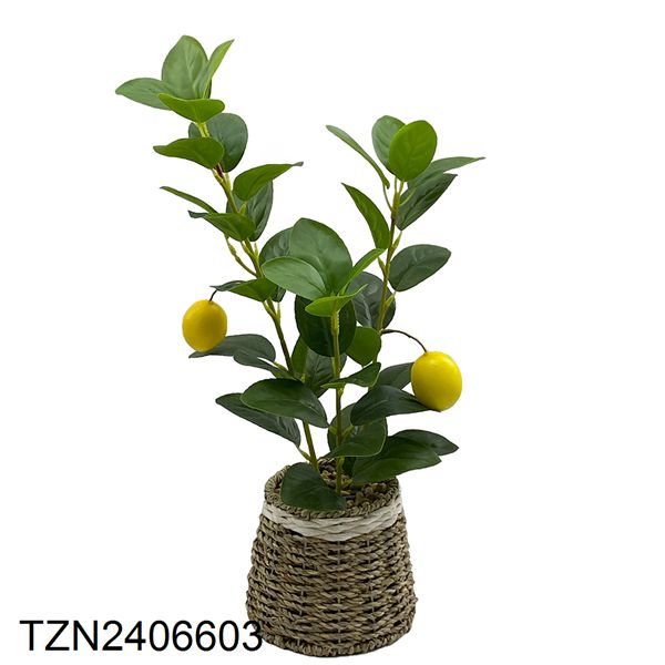 Vert-TZN2406603