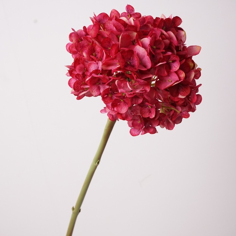 Ortensia olandese grande ramo-rosa rossa nuova