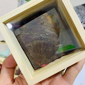 Wholesale Price Natural <strong>fossil</strong> Science Popularization Gifts Trilobite in Box for Collection Gift