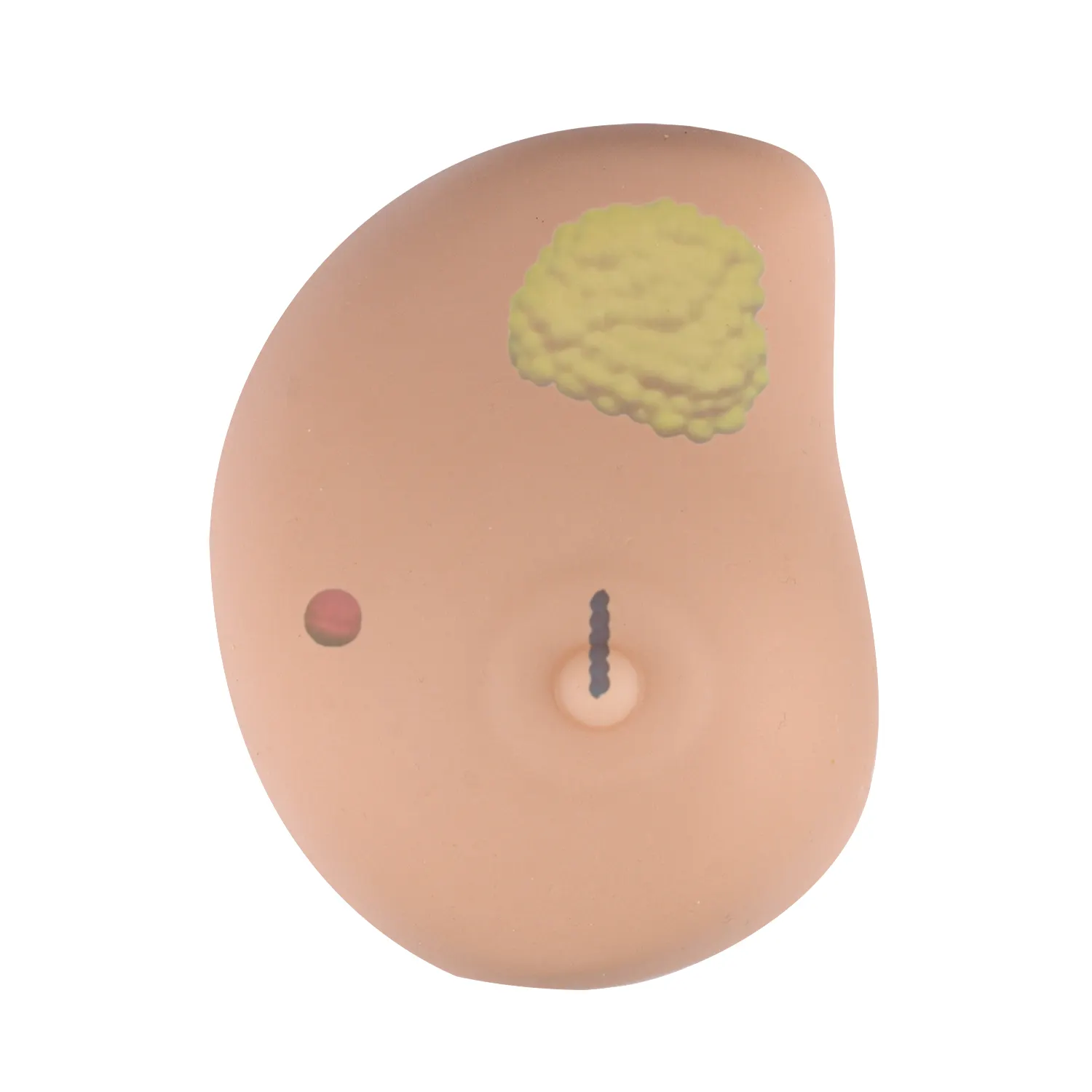 Modelo anatômico do câncer da mama do silicone auto-exam