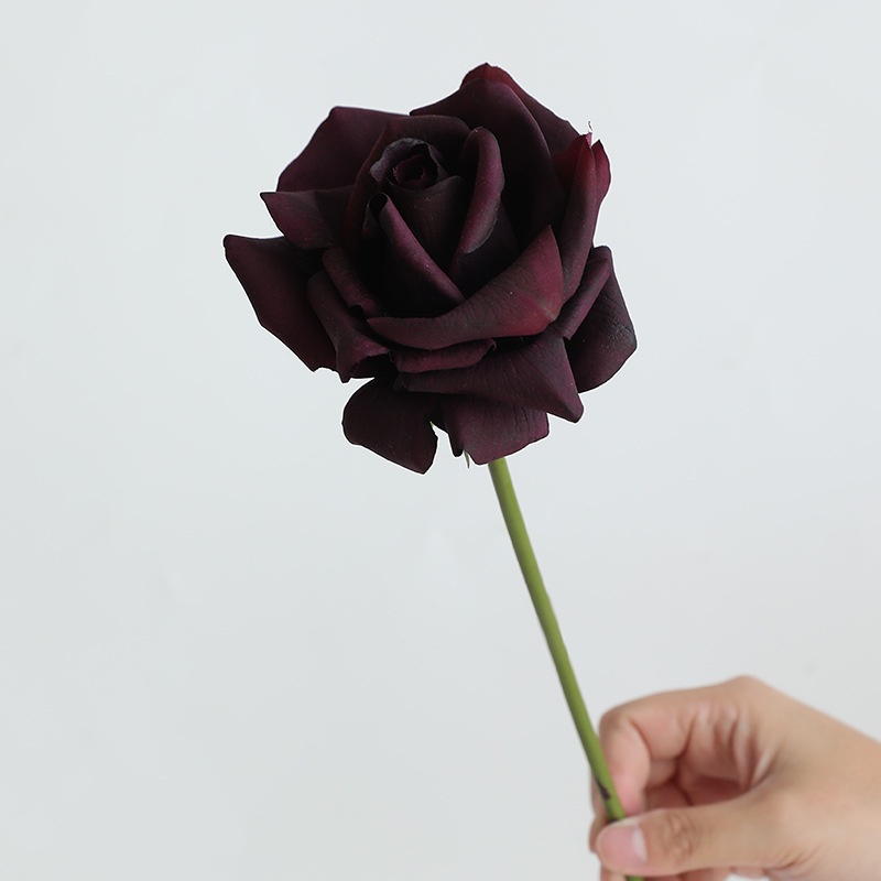 Noir Violet