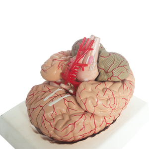 Medizinische Lehre Human Anatomy Brain Model mit Arterien PET-Material - Product Image 6