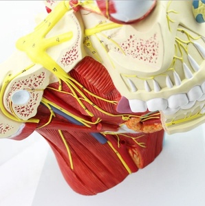 İnsan kranial ve sinir anatomik modeli beyin sinir modeli kranial sinir sistemi anatomisi modeli büyütülmüş burun vasküler kas - Product Image 5
