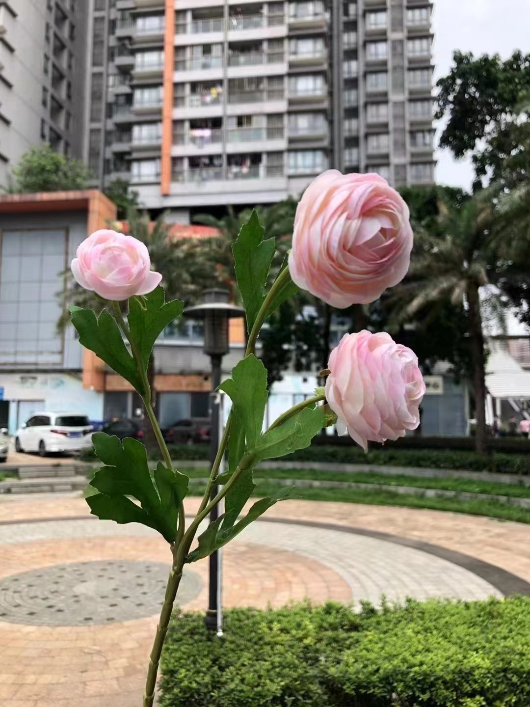 3 dinámico poco lulian rosa