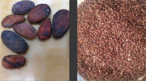 Home Use 50 Kg/h <strong>Cocoa</strong> <strong>Beans</strong> Peeling <strong>Machine</strong> High Efficient <strong>Cocoa</strong> <strong>Bean</strong> <strong>Shelling</strong> <strong>Machine</strong> - Product Image 5