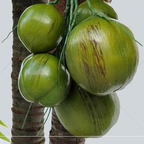 ผลไม้มะพร้าว