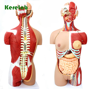 医学基本 3D人体躯干模型套件 - Product Image 4