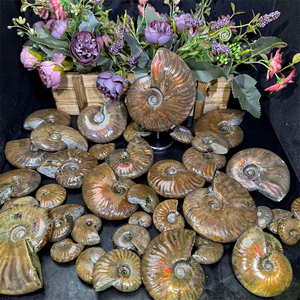 Alta Qualidade Venda Quente Natural Papagaio Ammonita Fóssil Mix Tamanho Fóssil para Ornamentos