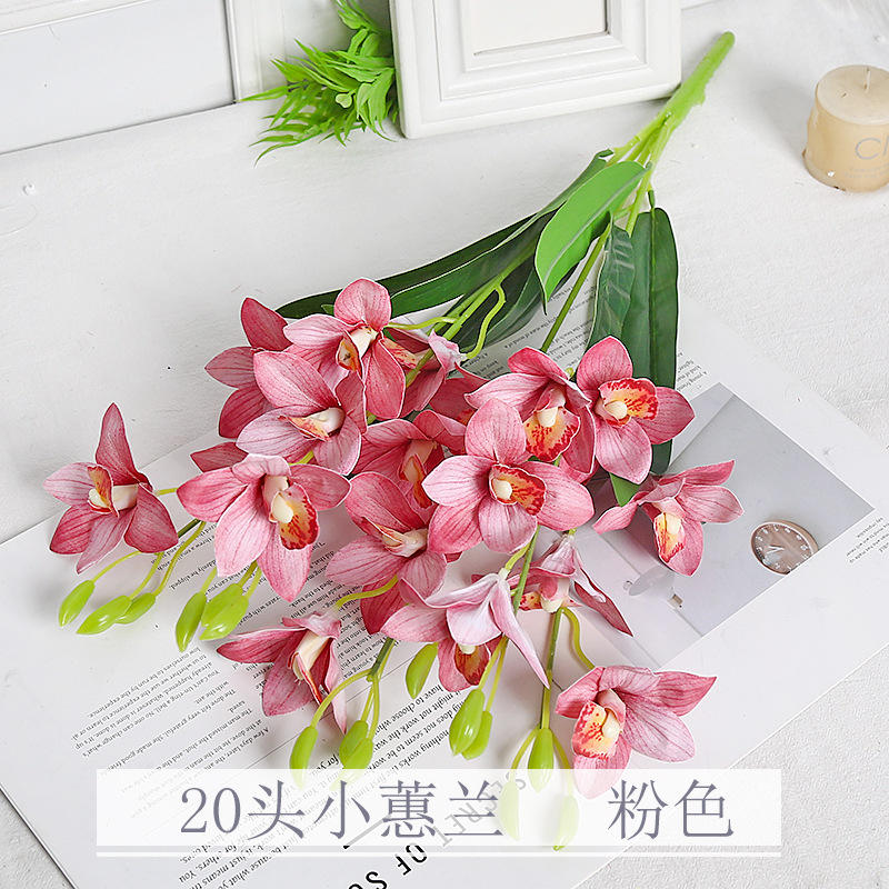 Cymbidium rose, petit modèle, lot de 20.